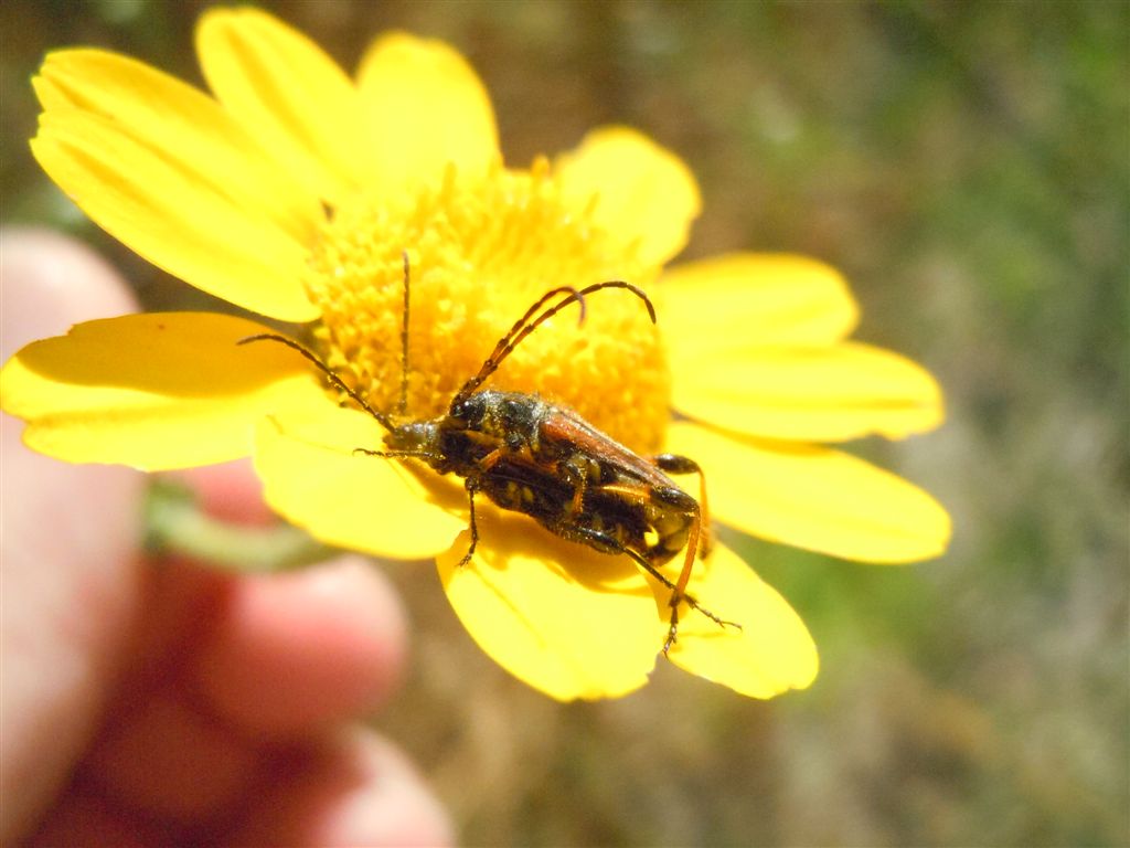 Stenopterus ater